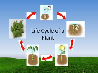 Life Cycle of a
Plant
 