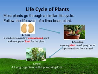 Life Cycle of Plants
Most plants go through a similar life cycle.
Follow the life cycle of a lima bean plant.
1. Seed-
a seed contains a tiny undeveloped plant
and a supply of food for the plant. 2. Seedling-
a young plant developing out of
a plant embryo from a seed.
3. Plant
A living organism in the plant kingdom
 