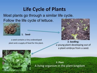 Life Cycle of Plants
Most plants go through a similar life cycle.
Follow the life cycle of lettuce.
1. Seed-
a seed contains a tiny undeveloped
plant and a supply of food for the plant.
2. Seedling-
a young plant developing out of
a plant embryo from a seed.
3. Plant
A living organism in the plant kingdom
 