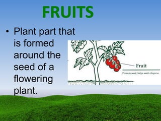 • Plant part that
is formed
around the
seed of a
flowering
plant.
 