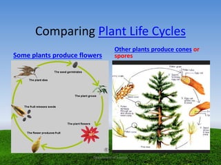 Comparing Plant Life Cycles
Some plants produce flowers
Other plants produce cones or
spores
Department of Science
 