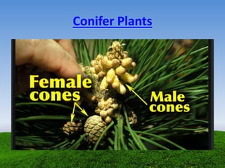 Conifer Plants
 