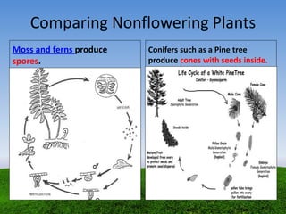 Comparing Nonflowering Plants
Moss and ferns produce
spores.
Conifers such as a Pine tree
produce cones with seeds inside.
 