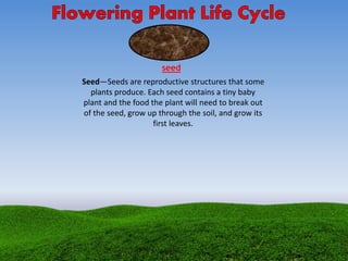 seed
Seed—Seeds are reproductive structures that some
plants produce. Each seed contains a tiny baby
plant and the food the plant will need to break out
of the seed, grow up through the soil, and grow its
first leaves.
 