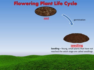 seed
seedling
germination
Seedling—Young, small plants that have not
reached the adult stage are called seedlings.
 