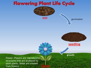 seed
seedling
germination
growth
flower
Flower—Flowers are reproductive
structures that are produced by
adult plants. Seeds are created
from flowers
 