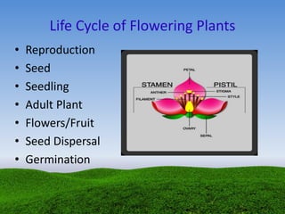 Life Cycle of Flowering Plants
• Reproduction
• Seed
• Seedling
• Adult Plant
• Flowers/Fruit
• Seed Dispersal
• Germination
 