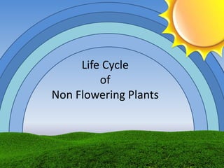Life Cycle
of
Non Flowering Plants
 