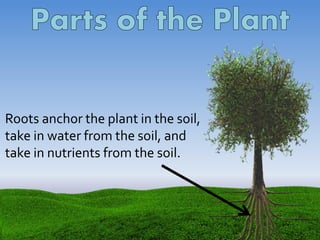 Roots anchor the plant in the soil,
take in water from the soil, and
take in nutrients from the soil.
 
