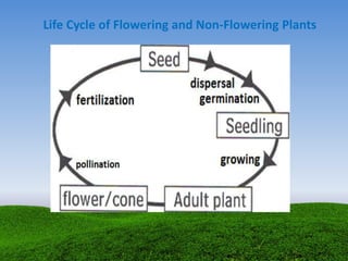 Life Cycle of Flowering and Non-Flowering Plants
 