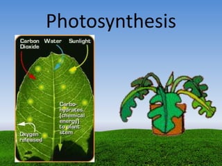 Photosynthesis
 