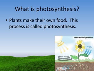 What is photosynthesis?
• Plants make their own food. This
process is called photosynthesis.
 