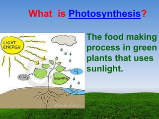 What is Photosynthesis?
The food making
process in green
plants that uses
sunlight.
 