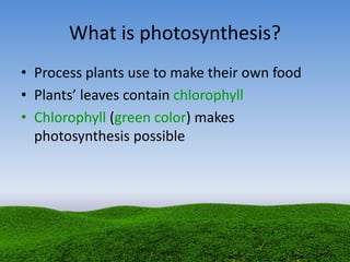 What is photosynthesis?
• Process plants use to make their own food
• Plants’ leaves contain chlorophyll
• Chlorophyll (green color) makes
photosynthesis possible
 