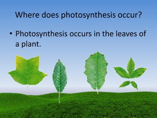 Where does photosynthesis occur?
• Photosynthesis occurs in the leaves of
a plant.
 