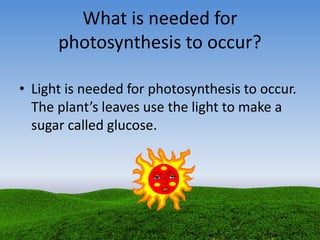 What is needed for
photosynthesis to occur?
• Light is needed for photosynthesis to occur.
The plant’s leaves use the light to make a
sugar called glucose.
 