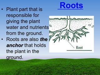 • Plant part that is
responsible for
giving the plant
water and nutrients
from the ground.
• Roots are also the
anchor that holds
the plant in the
ground.
Roots
 