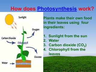 Plants make their own food
in their leaves using four
ingredients:
1. Sunlight from the sun
2. Water
3. Carbon dioxide (CO2)
4. Chlorophyll from the
leaves
How does Photosynthesis work?
 