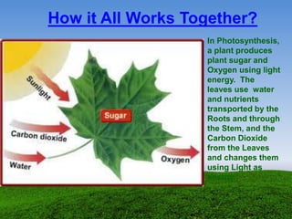 How it All Works Together?
In Photosynthesis,
a plant produces
plant sugar and
Oxygen using light
energy. The
leaves use water
and nutrients
transported by the
Roots and through
the Stem, and the
Carbon Dioxide
from the Leaves
and changes them
using Light as
energy.
 