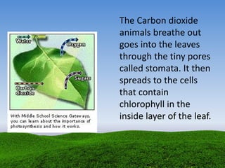 The Carbon dioxide
animals breathe out
goes into the leaves
through the tiny pores
called stomata. It then
spreads to the cells
that contain
chlorophyll in the
inside layer of the leaf.
 