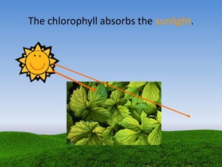 The chlorophyll absorbs the sunlight.
 