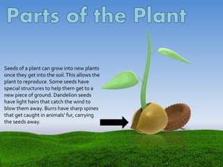 Seeds of a plant can grow into new plants
once they get into the soil.This allows the
plant to reproduce. Some seeds have
special structures to help them get to a
new piece of ground. Dandelion seeds
have light hairs that catch the wind to
blow them away. Burrs have sharp spines
that get caught in animals' fur, carrying
the seeds away.
 