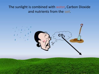 The sunlight is combined with water, Carbon Dioxide
and nutrients from the soil.
CO2
 