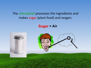 The chlorophyll processes the ingredients and
makes sugar (plant food) and oxygen.
Sugar + Air
O2
 