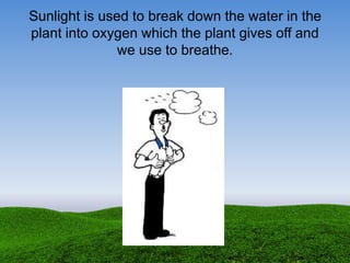 Sunlight is used to break down the water in the
plant into oxygen which the plant gives off and
we use to breathe.
 