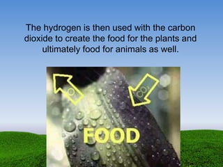 The hydrogen is then used with the carbon
dioxide to create the food for the plants and
ultimately food for animals as well.
 