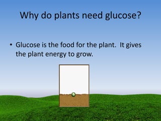 Why do plants need glucose?
• Glucose is the food for the plant. It gives
the plant energy to grow.
 
