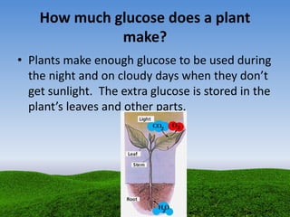 How much glucose does a plant
make?
• Plants make enough glucose to be used during
the night and on cloudy days when they don’t
get sunlight. The extra glucose is stored in the
plant’s leaves and other parts.
 