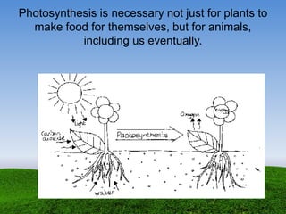 Photosynthesis is necessary not just for plants to
make food for themselves, but for animals,
including us eventually.
 