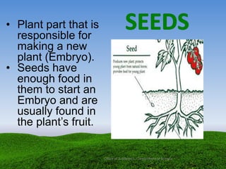 • Plant part that is
responsible for
making a new
plant (Embryo).
• Seeds have
enough food in
them to start an
Embryo and are
usually found in
the plant’s fruit.
Office of Academics - Department of Science
 