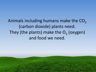 Animals including humans make the CO2
(carbon dioxide) plants need.
They (the plants) make the O2 (oxygen)
and food we need.
 