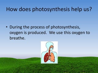 How does photosynthesis help us?
• During the process of photosynthesis,
oxygen is produced. We use this oxygen to
breathe.
 