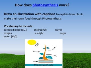 How does photosynthesis work?
Draw an illustration with captions to explain how plants
make their own food through Photosynthesis.
Vocabulary to include:
carbon dioxide (CO₂) chlorophyll leaves
oxygen sunlight sugar
water (H₂O)
 