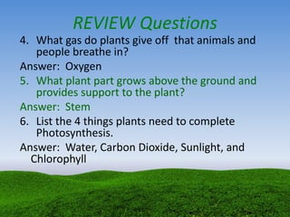 REVIEW Questions
4. What gas do plants give off that animals and
people breathe in?
Answer: Oxygen
5. What plant part grows above the ground and
provides support to the plant?
Answer: Stem
6. List the 4 things plants need to complete
Photosynthesis.
Answer: Water, Carbon Dioxide, Sunlight, and
Chlorophyll
 