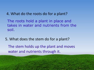 4. What do the roots do for a plant?
5. What does the stem do for a plant?
The stem holds up the plant and moves
water and nutrients through it.
The roots hold a plant in place and
takes in water and nutrients from the
soil.
 
