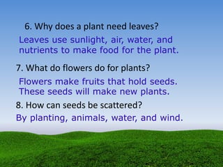 6. Why does a plant need leaves?
Leaves use sunlight, air, water, and
nutrients to make food for the plant.
Flowers make fruits that hold seeds.
These seeds will make new plants.
7. What do flowers do for plants?
8. How can seeds be scattered?
By planting, animals, water, and wind.
 
