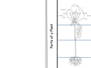 PartsofaPlant
TEXT
HERE
TEXT
HERE
 