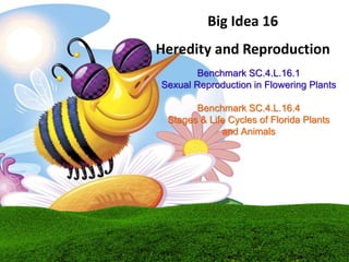 Big Idea 16
Heredity and Reproduction
Benchmark SC.4.L.16.1
Sexual Reproduction in Flowering Plants
Benchmark SC.4.L.16.4
Stages & Life Cycles of Florida Plants
and Animals
 