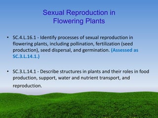 • SC.4.L.16.1 - Identify processes of sexual reproduction in
flowering plants, including pollination, fertilization (seed
production), seed dispersal, and germination. (Assessed as
SC.3.L.14.1.)
• SC.3.L.14.1 - Describe structures in plants and their roles in food
production, support, water and nutrient transport, and
reproduction.
Sexual Reproduction in
Flowering Plants
 