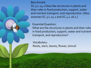 Benchmark:
SC.3.L.14.1 Describe structures in plants and
their roles in food production, support, water
and nutrient transport, and reproduction. (Also
assesses SC.3.L.14.2 and SC.4.L.16.1.)
Essential Question:
What are the structures in plants and their roles
in food production, support, water and nutrient
transport, and reproduction?
Vocabulary:
Roots, stem, leaves, flower, stimuli
 