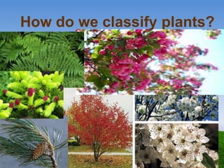 How do we classify plants?
 