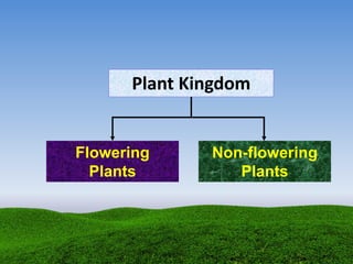 Plant Kingdom
Flowering
Plants
Non-flowering
Plants
 