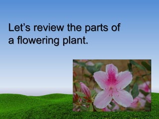 Let’s review the parts of
a flowering plant.
 