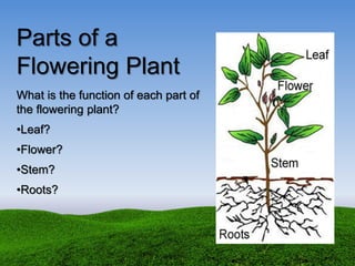 Parts of a
Flowering Plant
What is the function of each part of
the flowering plant?
•Leaf?
•Flower?
•Stem?
•Roots?
 