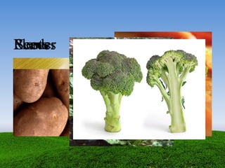 SeedsRootsLeavesFlower
 