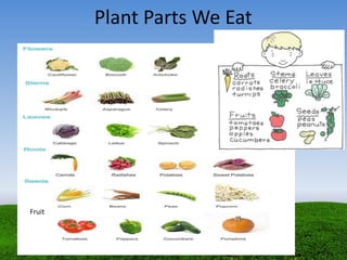 Plant Parts We Eat
Fruit
 